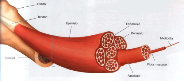 fibras 1