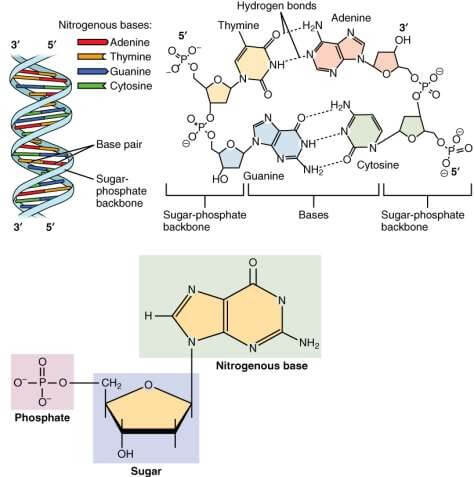 Estructura química del ADN
