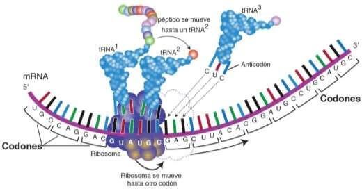 Formación de proteínas