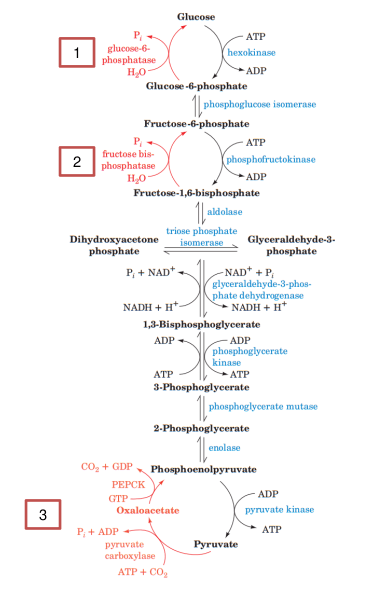 Gluconeogénesis y glucólisis 