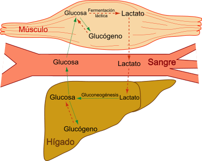 Ciclo de Cori 