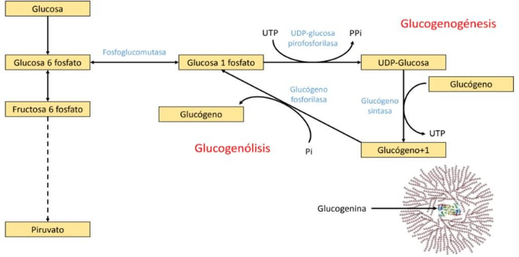 Proceso de glucogenogénesis 