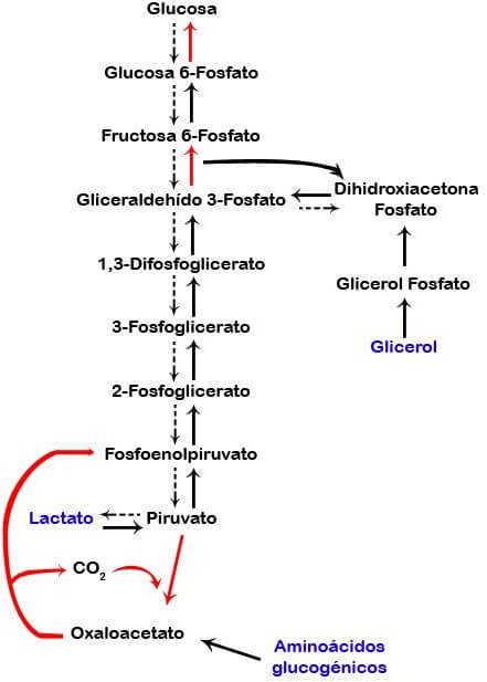 Gluconeogénesis y glucólisis simplificado 