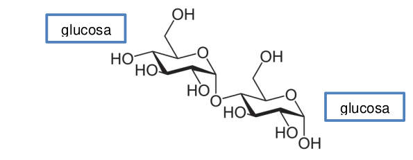 Estructura maltosa: glucosa + glucosa