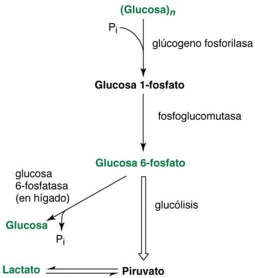 Glucogenolisis 