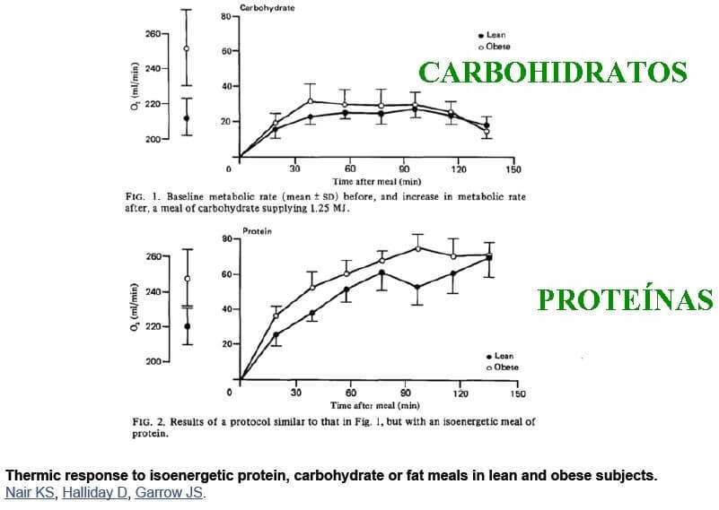 Efecto termogénico de carbohidratos vs proteínas