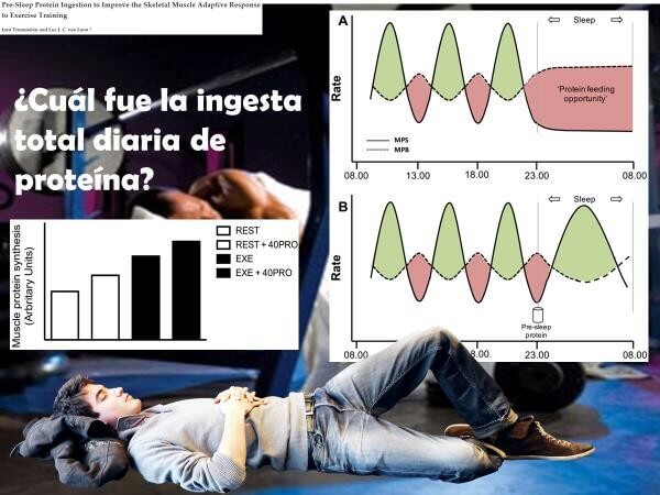 Proteína en el peri-entrenamiento (antes-durante-después) 13 Ingesta diaria de proteína