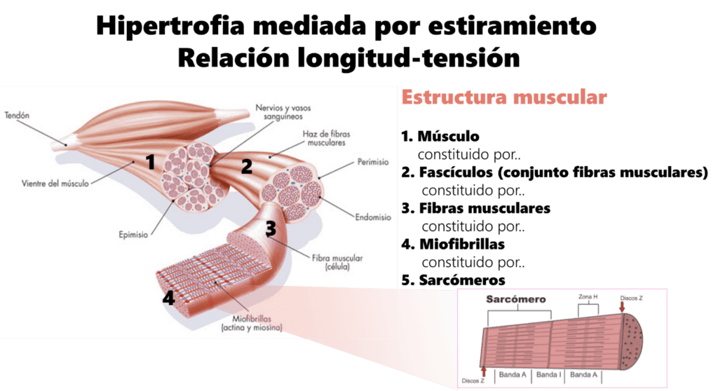 hipertrofia 2