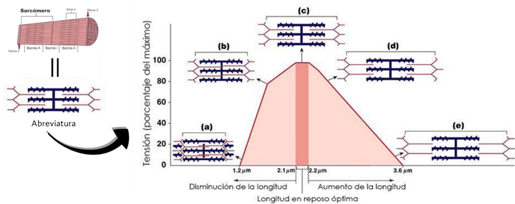 Estructura del sarcómero muscular