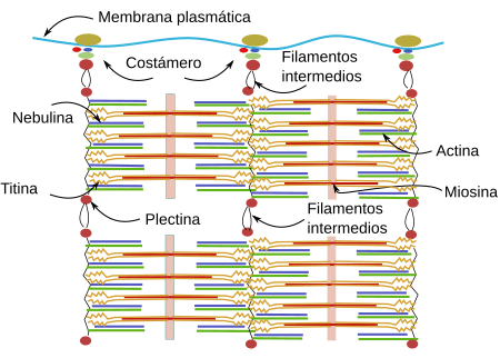 Estructura del sarcómero y posición de titina