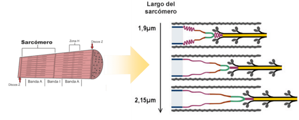 Largo del sacrómetro