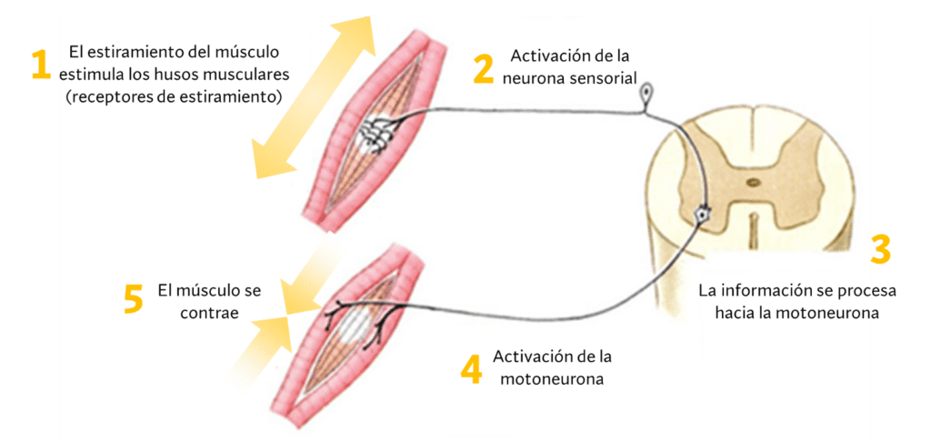 Fases de un ciclo estiramiento – acortamiento