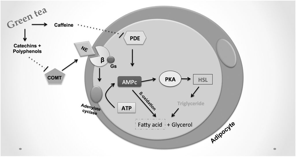 obr12452 fig 0002 m