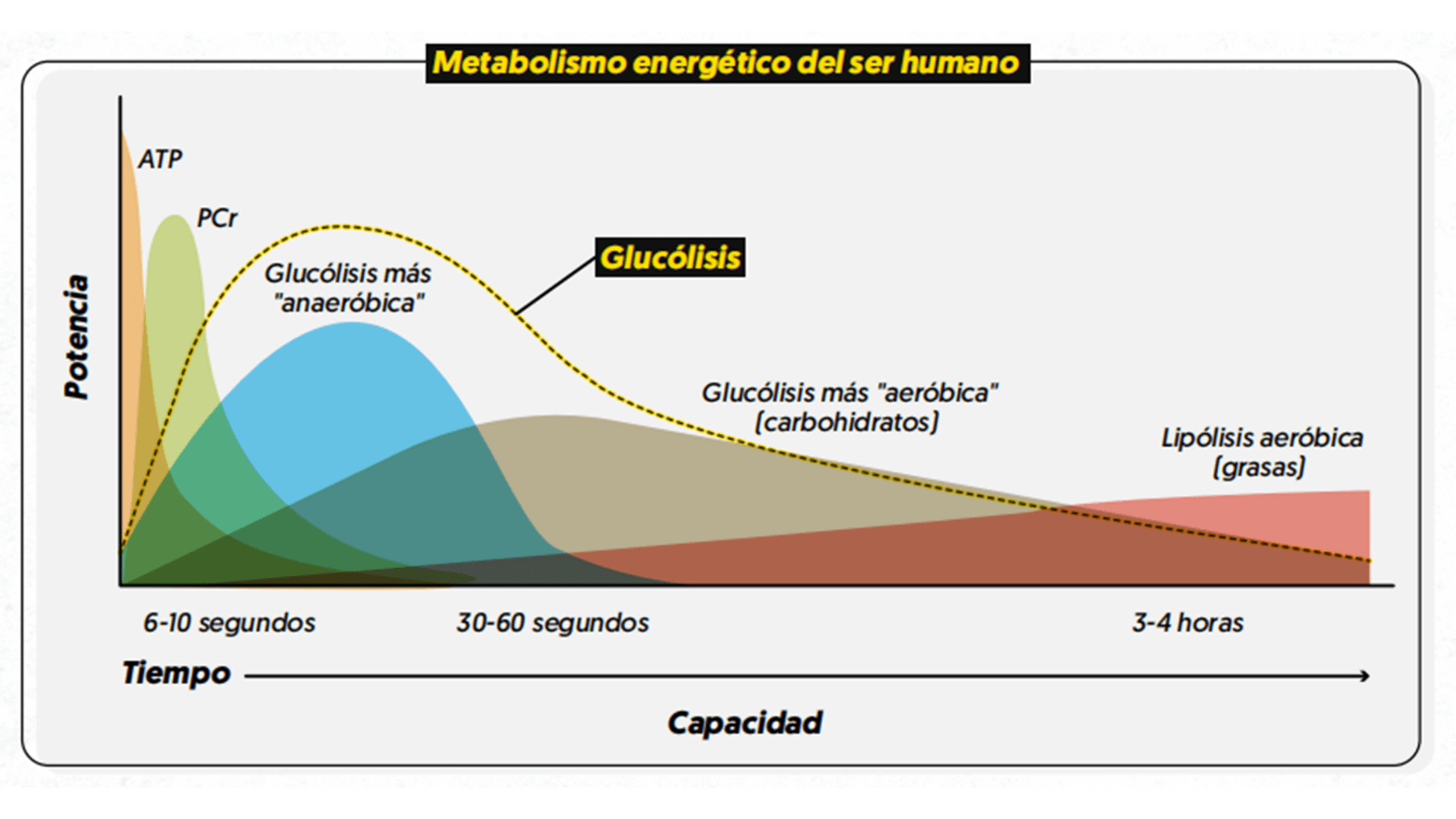 Metabolismo energético durante ejercicio
