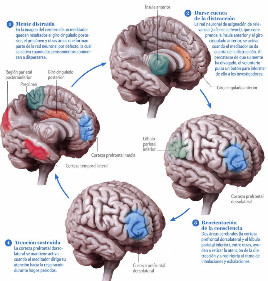 ¿Qué es y para qué sirve el mindfulness? – Esto dice la ciencia 3 Proceso mental para recuperar la atención