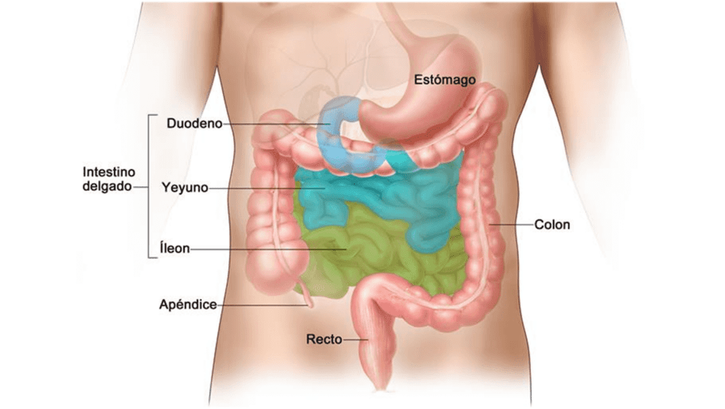 Anatomía parcial del sistema digestivo