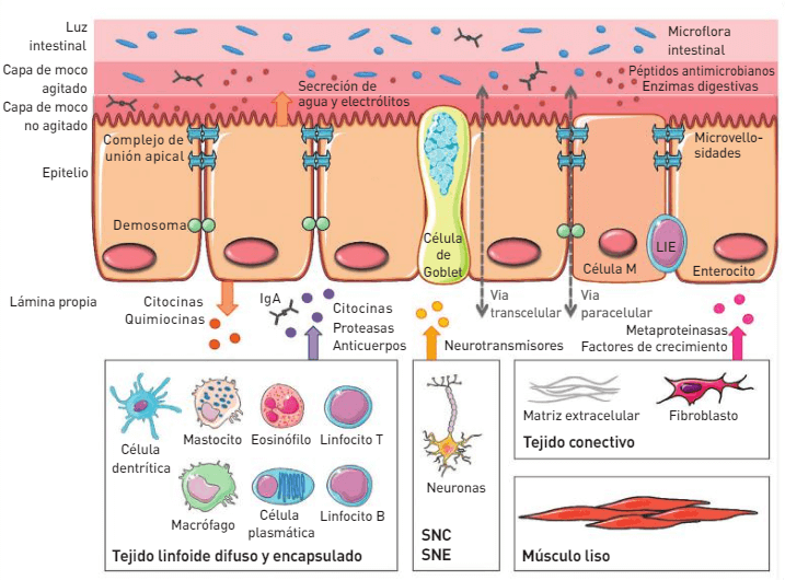 Anatomía de la barrera intestinal