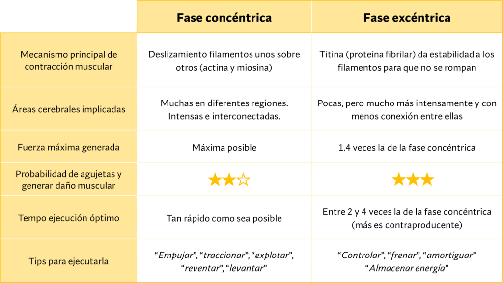 Fases concéntrica y excéntrica de contracción muscular