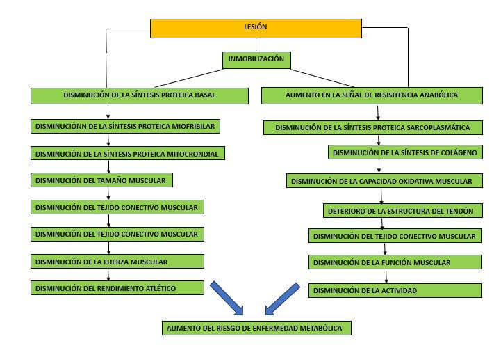 Nutrición básica y mejores suplementos para lesiones musculares 21 Diagrama esquemático