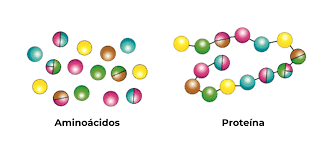 Nutrición básica y mejores suplementos para lesiones musculares 5 Aminoácidos y proteínas