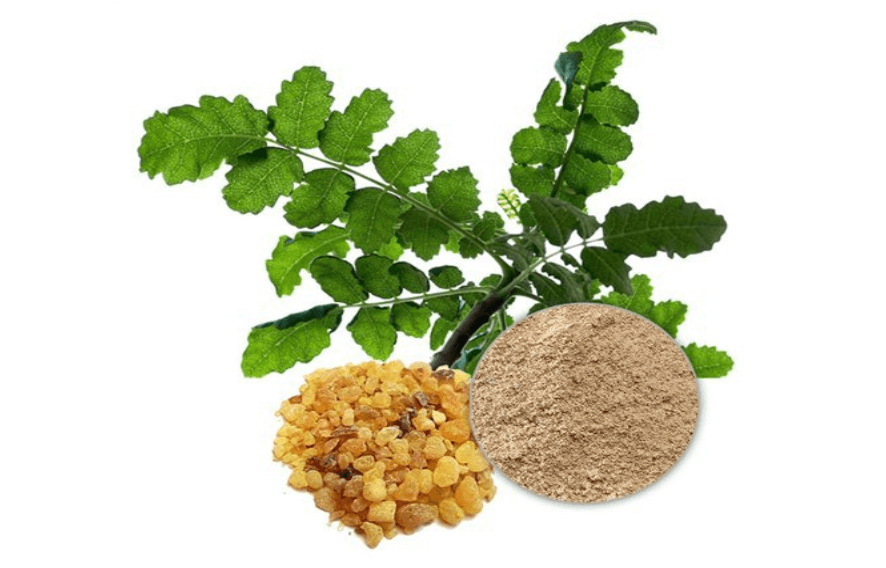 Nutrición básica y mejores suplementos para lesiones musculares 17 Boswellia Serrata