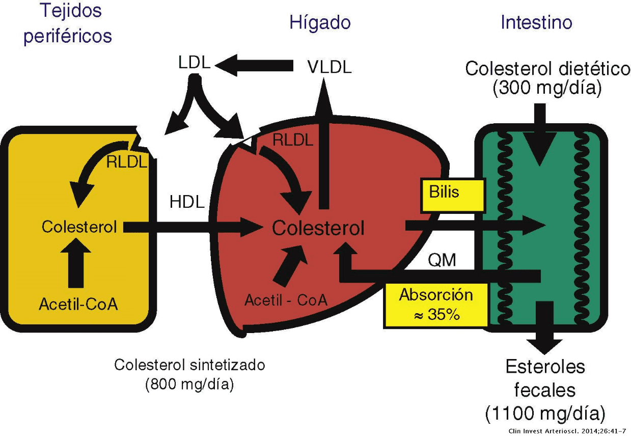 Equilibrio del colesterol en el organismo