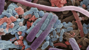 Microbiota intestinal