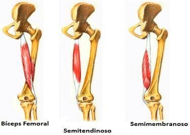 Curl femoral sentado vs tumbado vs de pie, diferencias y efectividad. 1 Grupos musculares femoral