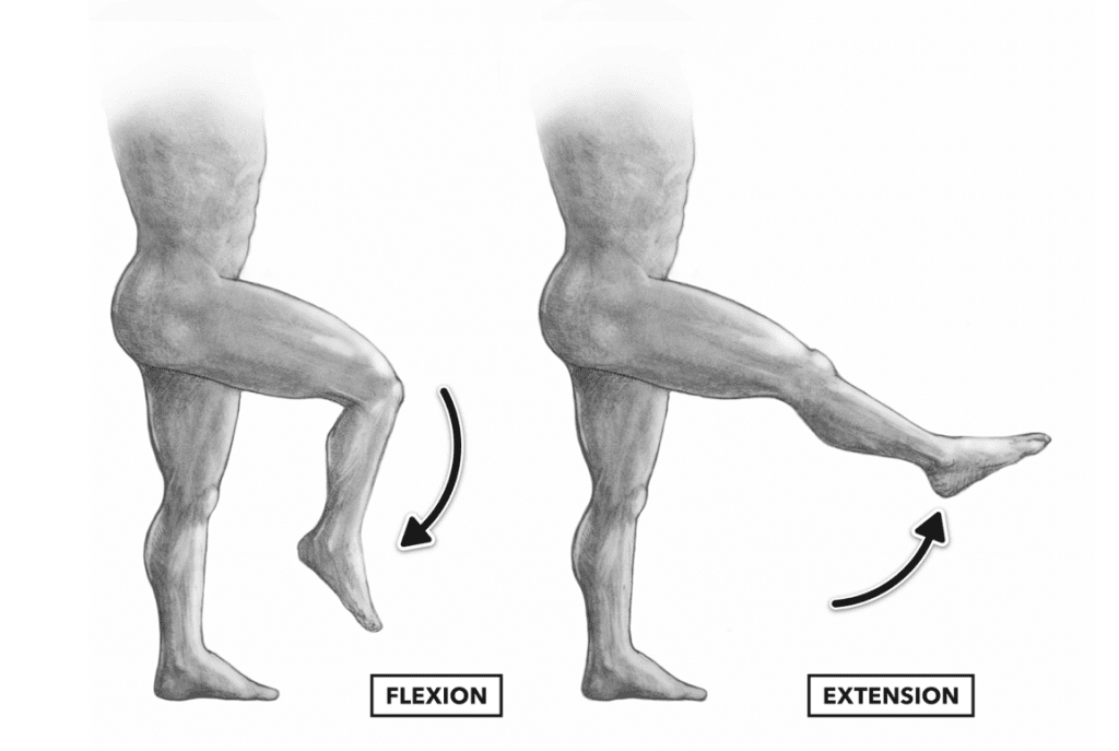 Curl femoral sentado vs tumbado vs de pie, diferencias y efectividad. 5 Flexión de rodilla