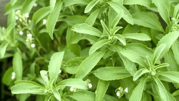 Planta Stevia rebaudiana