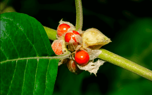 Ashwagandha