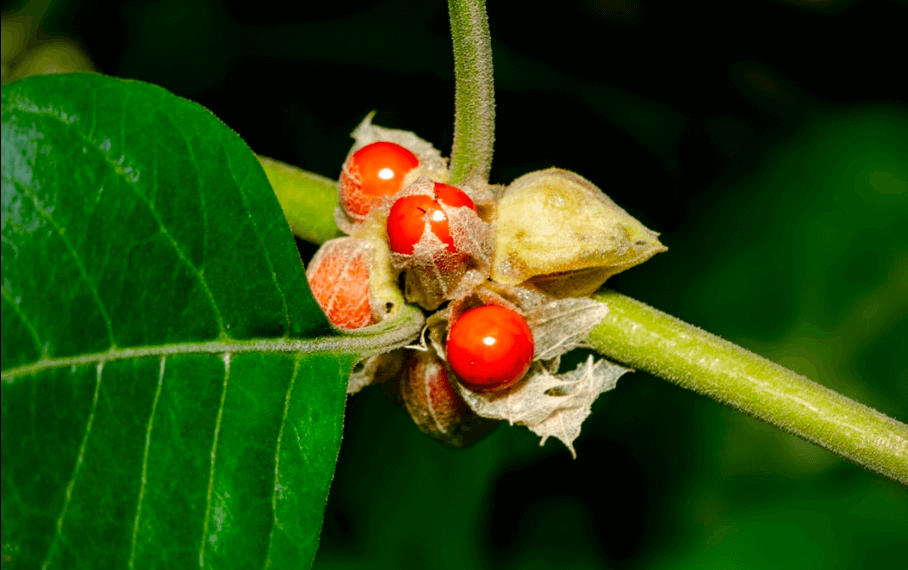 Ashwagandha