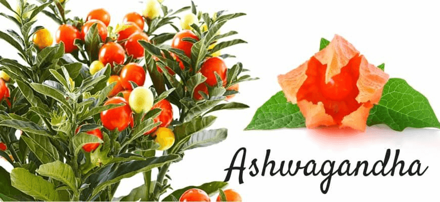 Cómo tomar ashwagandha: dosis, mejor hora y para qué sirve 1 Planta de ashwagandha (Withania somnifera) con sus frutos rojos y el nombre de la planta