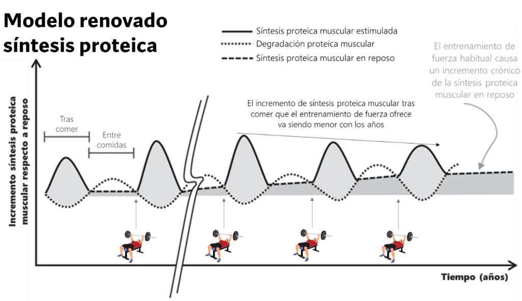 Modelo renovado sintesis proteica