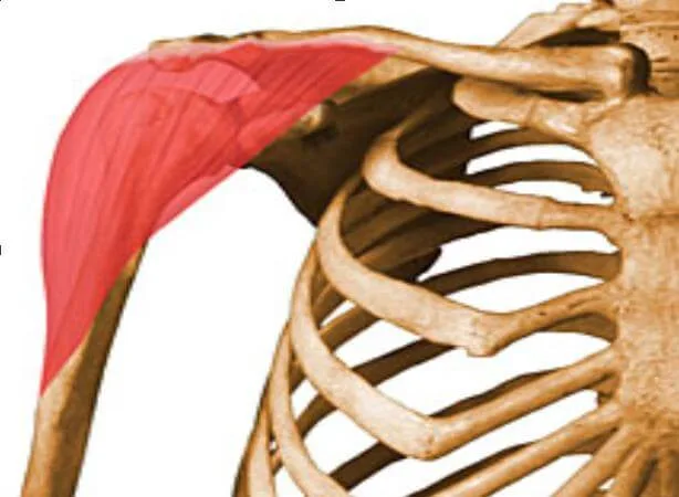 Músculos implicados en press militar con mancuernas (activación muscular) 1 Borde exterior de la clavícula