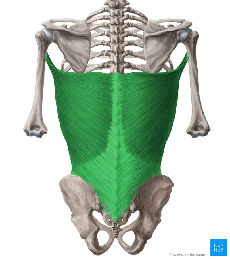 Forma del dorsal