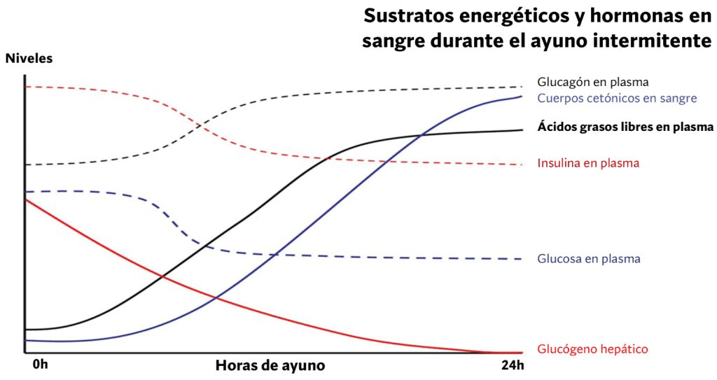 ¿Cómo romper el ayuno intermitente? Consejos prácticos 3 Evolución metabólica