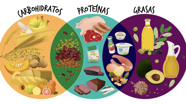 Carbohidratos, proteínas y grasas