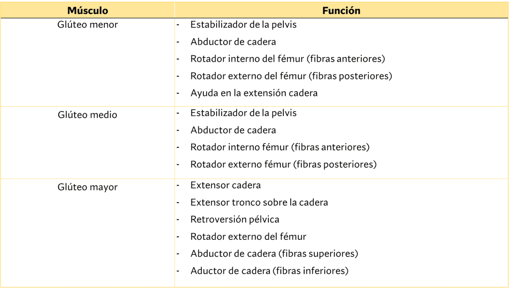 Acciones de los músculos glúteos