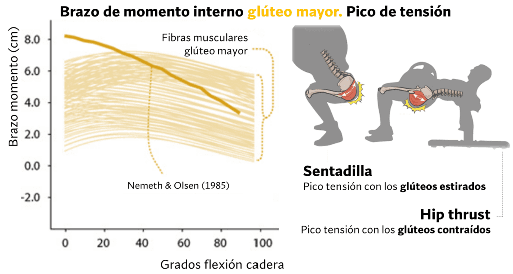 Brazo de momento interno glúteo