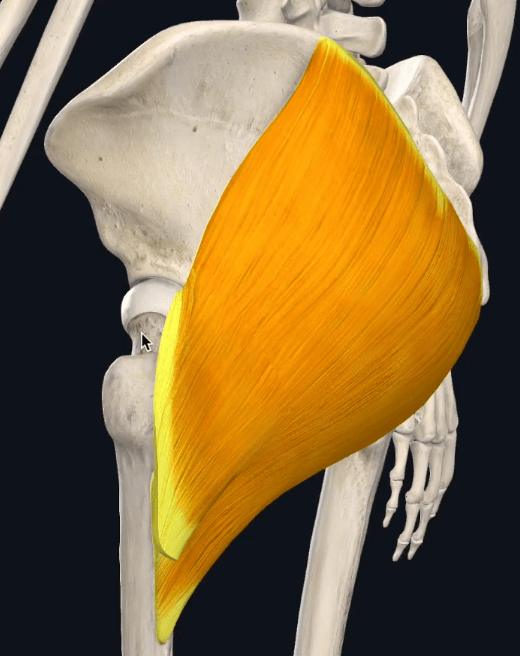 Musculo del glúteo