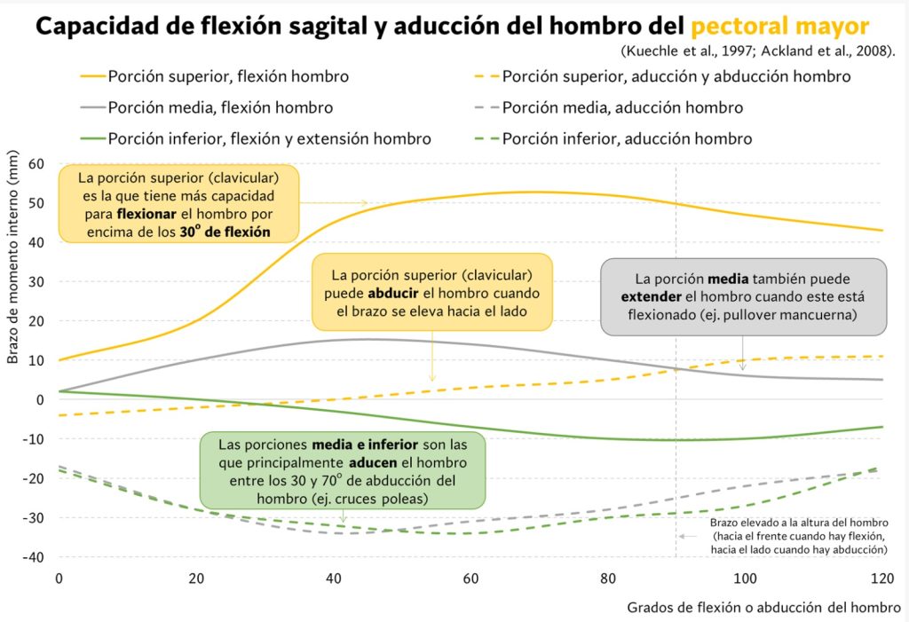 Los mejores ejercicios para pectoral según la ciencia (por partes) 5 Imagen de WhatsApp 2024 09 17 a las 20.02.03 7a90c13f