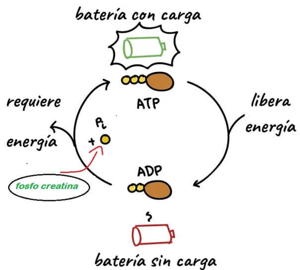 qué es la creatina