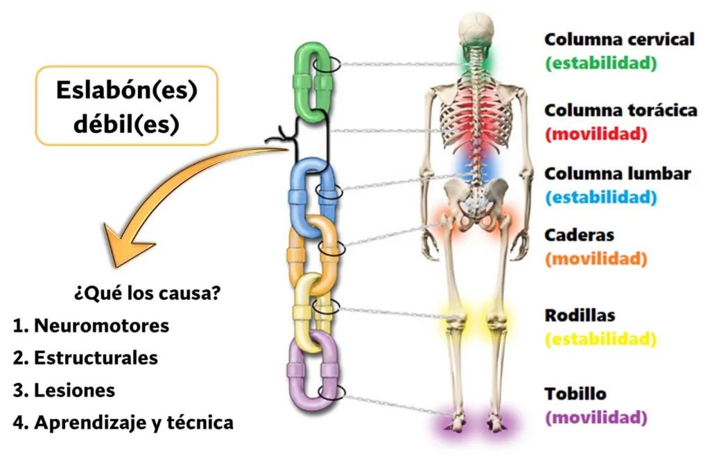 ¿Qué es movilidad articular? Importancia, beneficios y ejemplos prácticos 13 necesidad de la movilidad articular
