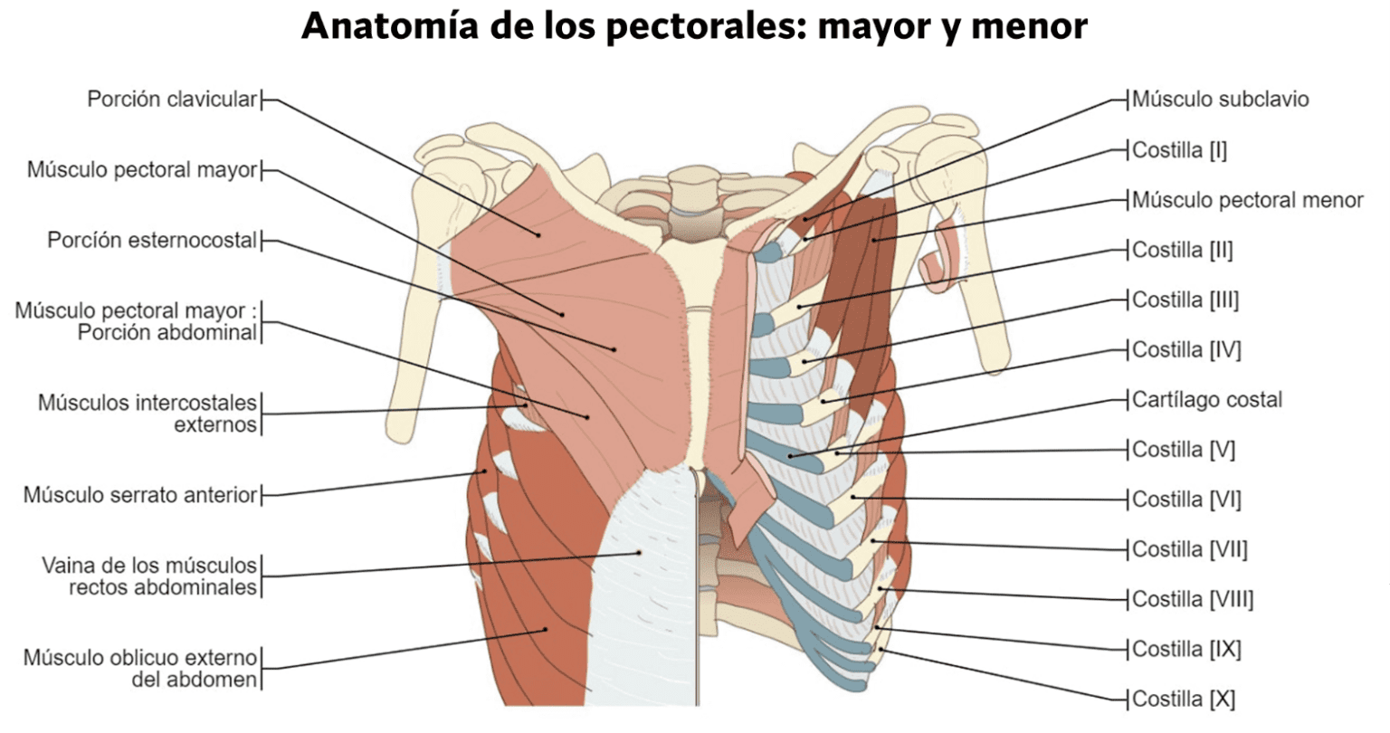 mejores-ejercicios-para-pectoral-seg-n-al-ciencia