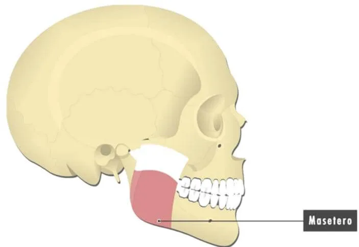 Cara externa inferior de la mandíbula
