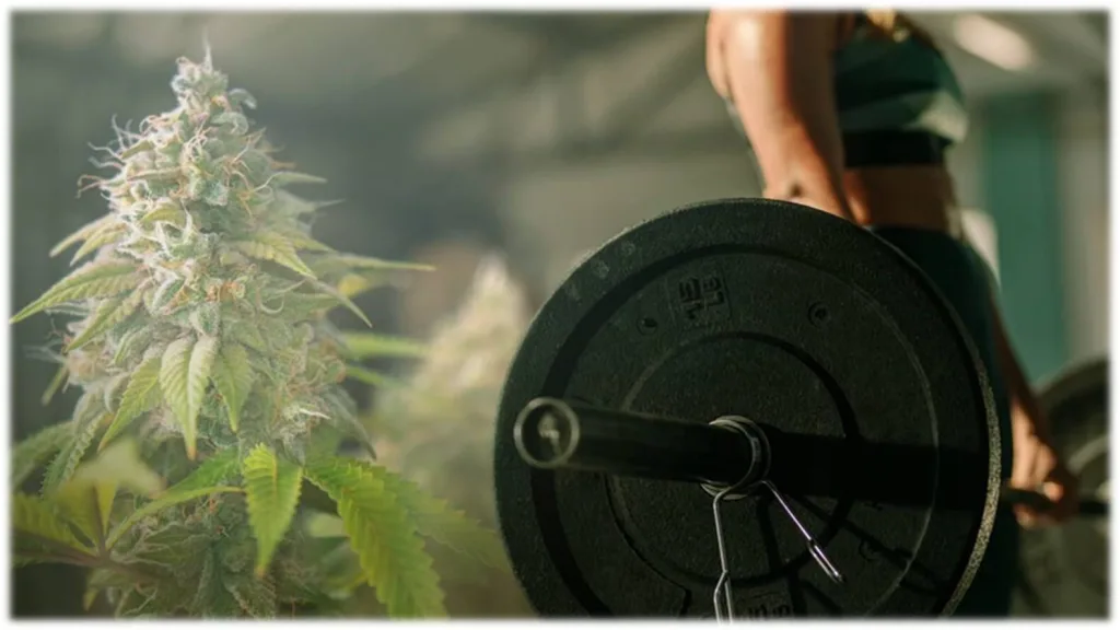 como influye la marihuana en el rendimiento