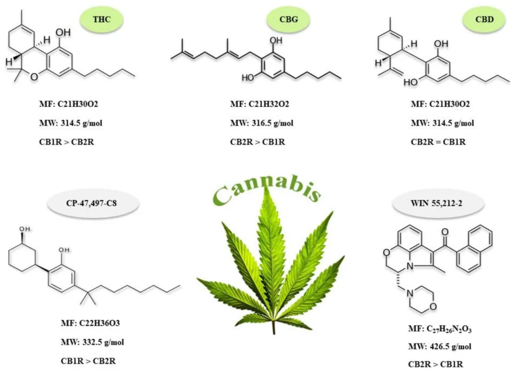marihuana y masa muscular