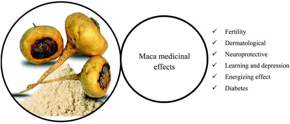 maca medicinal