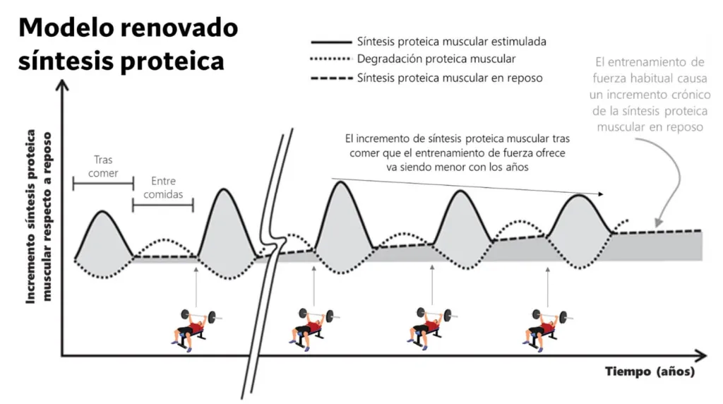 ¿Cuál es la mejor rutina para ganar músculo? - Según la ciencia 3 modelo renovado de síntesis proteica